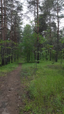 timelapse walk in the forest. timewarp forest. speed video path in the forest. timelapse with forest. speed video hiking in nature.