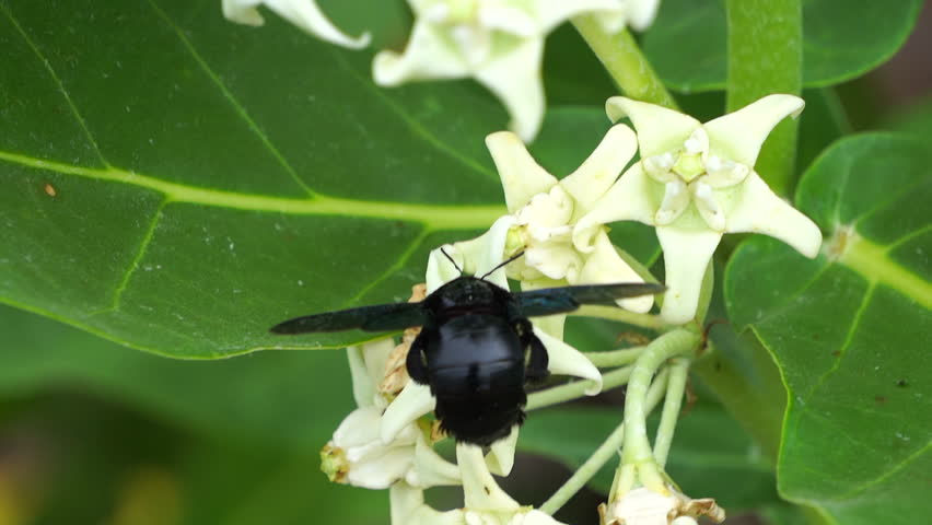 Insects fly to the flowers to eat nectar and pollinate the flowers.