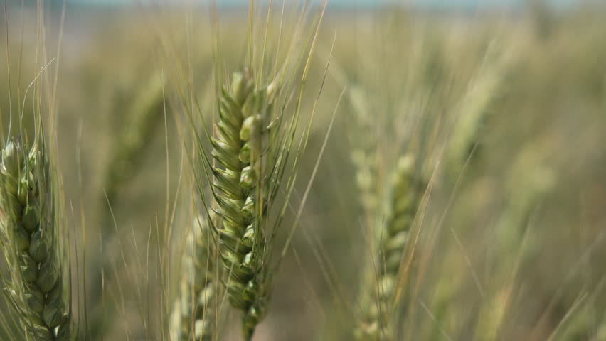 Close-Up of Wheat Stalks in a Field