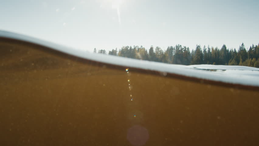 Calm murky lake splitted underwater view with pine trees on the background. Ladoga lake, Russia