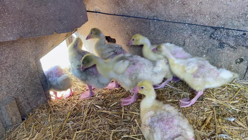 Static shot from gosling shelter shows several goslings quickly walking out of frame. One stops and begins preening, which causes the others behind to halt. All end up standing still together.