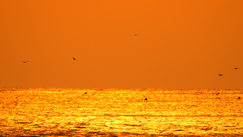 Sunset Birds Sea - Golden hour sunset over a calm sea with birds flying in the sky.