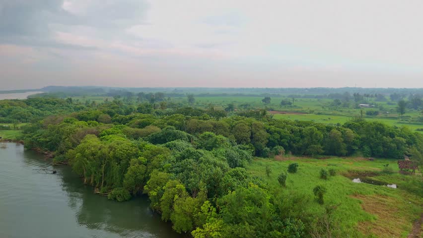 Drone view of lush green trees on the edge of the beach with many white egrets perched on them. The egrets' nests.