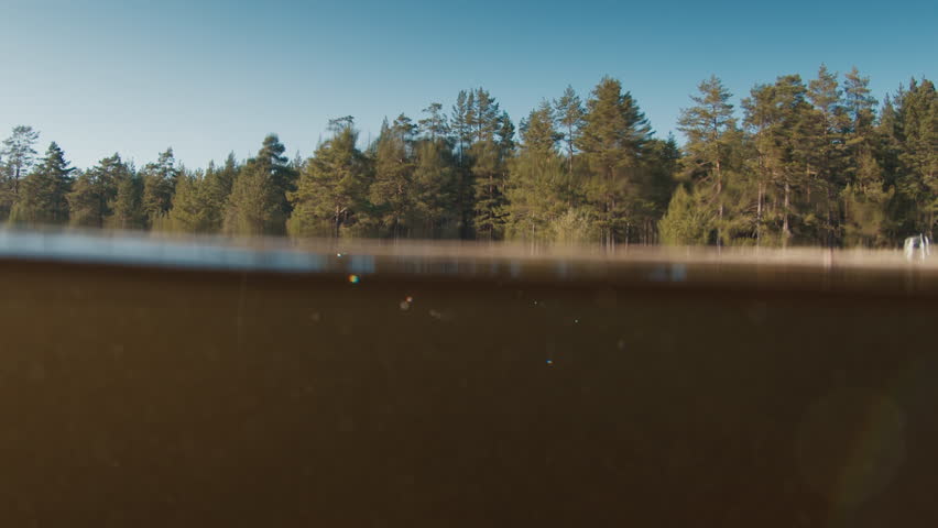 Calm murky lake splitted underwater view with pine trees on the background. Ladoga lake, Russia