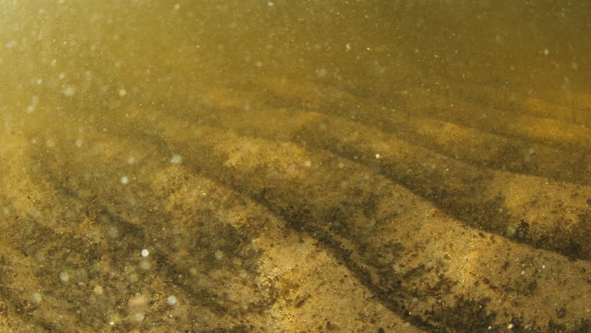 Underwater view of the bottom of a murky lake full of sediments moving with rhythm of a swell