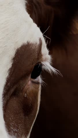 Cow. close-up. cow face. sad cow eyes. many flies flying around the muzzle of a cow. breeding alpine cows. animal husbandry. farming.