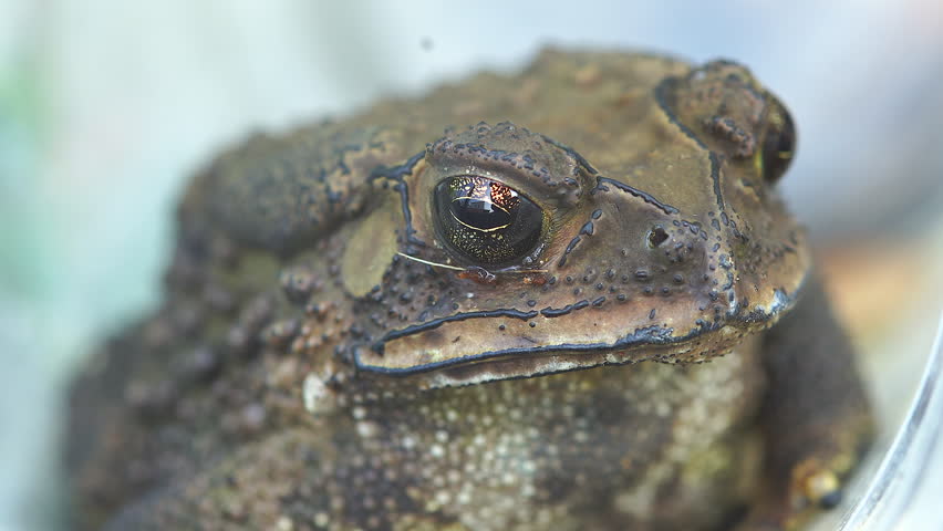 Macro close-up video of a toad