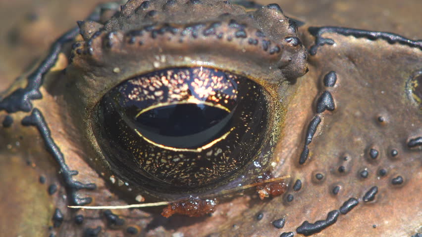 Macro close-up video of a toad