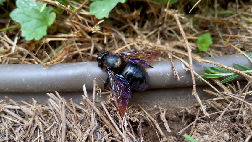 A violet carpenter bee explores a garden hose in natural surroundings. The insect vibrates its abdomen and takes off, showing metallic wings in a vivid spring setting. Macro wildlife video.