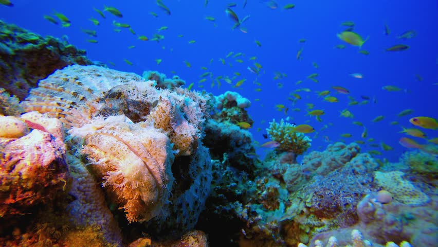 Scorpion Fish Sea Reef. Underwater tropical scorpion-fish (Scorpaenopsis oxycephala). Underwater fish reef marine. Tropical colourful underwater seascape. Reef coral scene. Coral garden seascape.