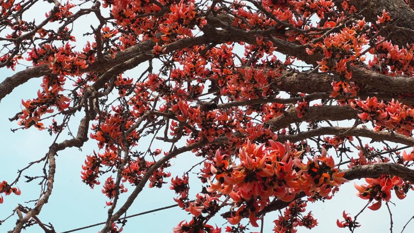 Bird eating Nector or bugs from the flowers of the palash tree