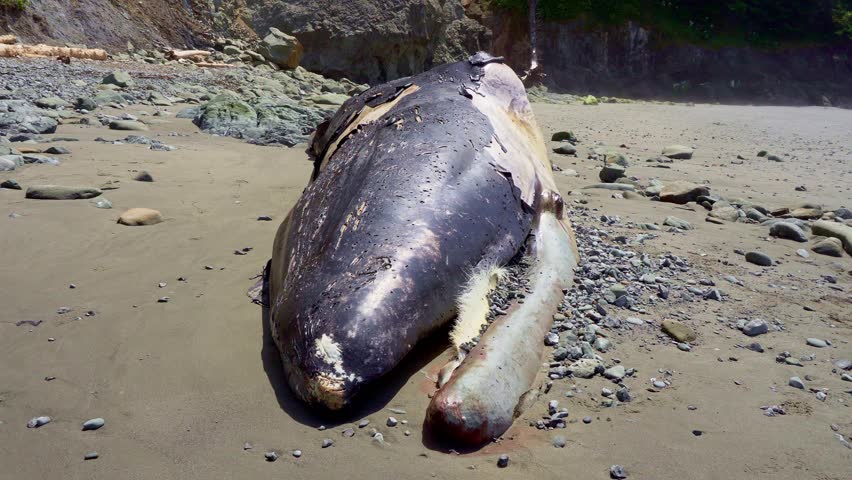 Beached whale carcass at La Push Third Beach, Washington State. 4K UHD video.