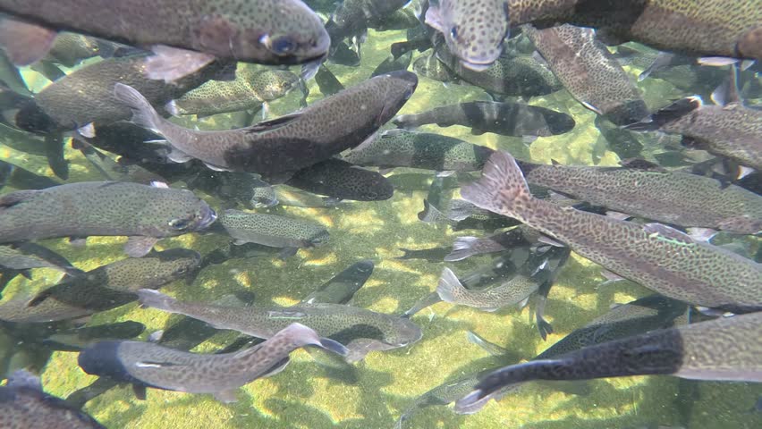 Trout farming in the fish pond, breeding freshwater fish in clear and cold water from a mountain stream, underwater footage - slow motion