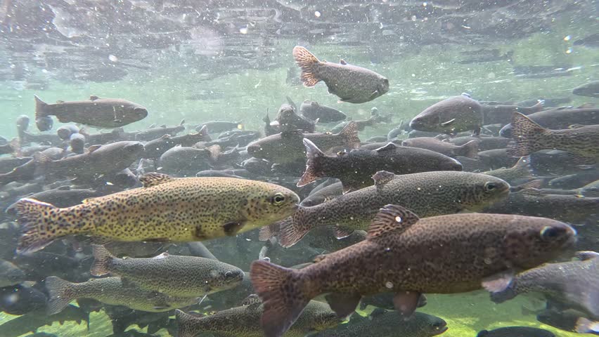 Trout farming in the fish pond, breeding freshwater fish in clear and cold water from a mountain stream, underwater footage - slow motion