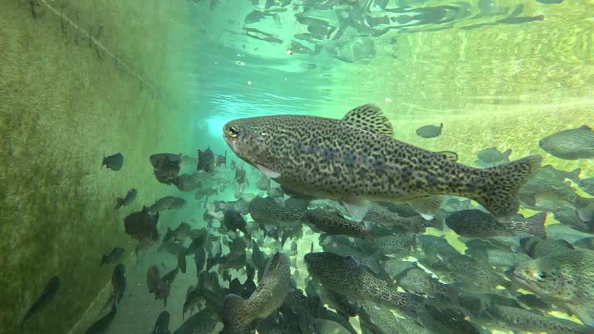 Trout farming in the fish pond, breeding freshwater fish in clear and cold water from a mountain stream, underwater footage - slow motion