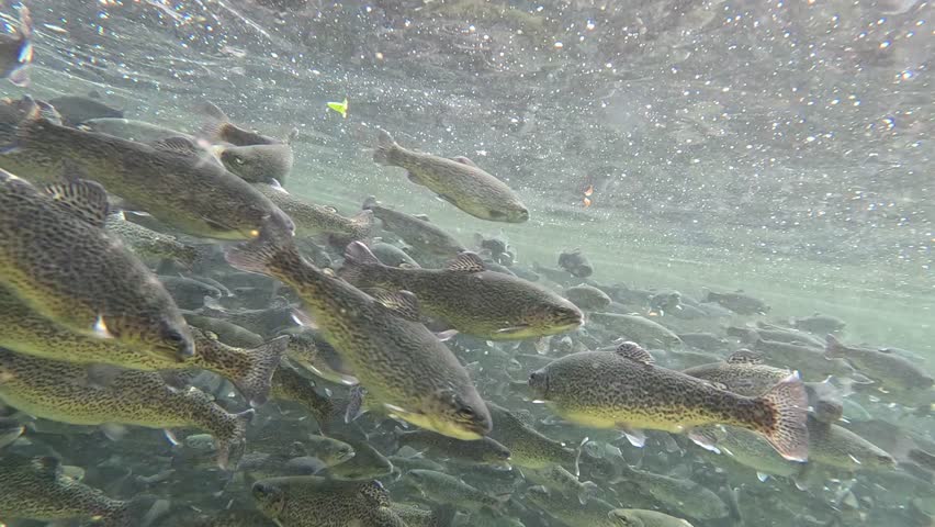 Trout farming in the fish pond, breeding freshwater fish in clear and cold water from a mountain stream, underwater footage - slow motion
