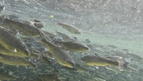 Trout farming in the fish pond, breeding freshwater fish in clear and cold water from a mountain stream, underwater footage - slow motion - Powered by Shutterstock - Get 15% off with code: PIKWIZARD15