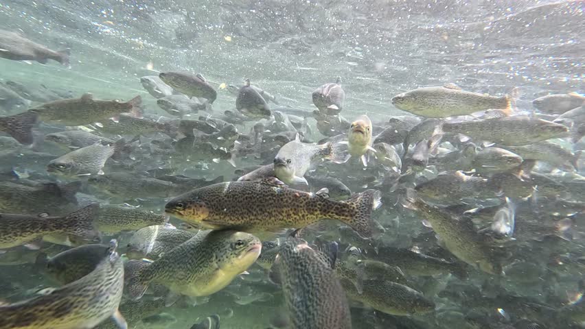 Trout farming in the fish pond, breeding freshwater fish in clear and cold water from a mountain stream, underwater footage - slow motion