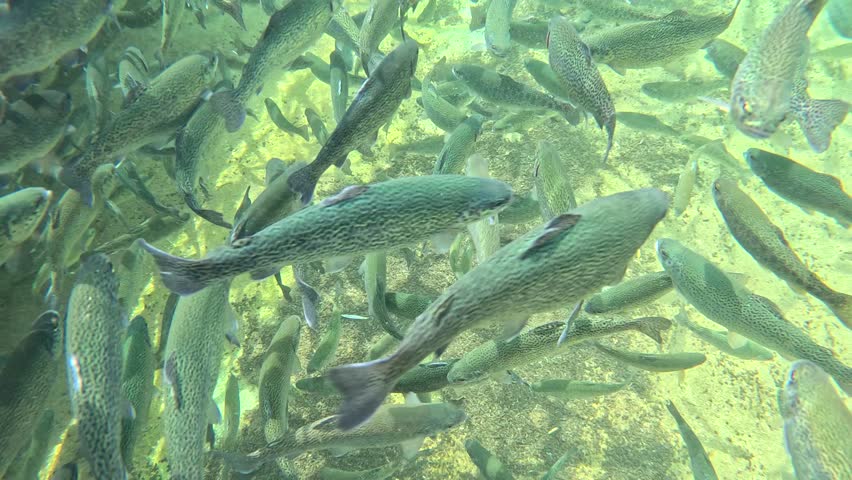 Trout farming in the fish pond, breeding freshwater fish in clear and cold water from a mountain stream, underwater footage - slow motion