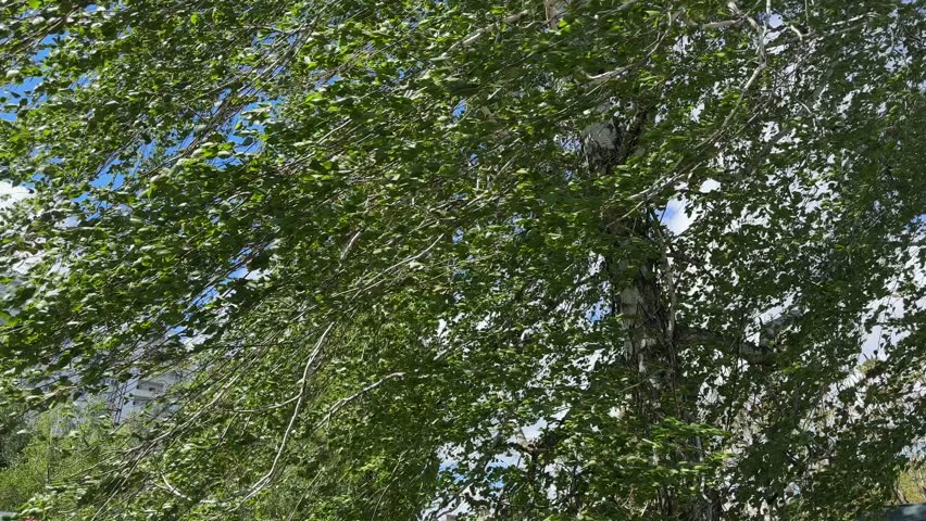 Branches of the old birch with green leaves and part of trunk in public garden in spring sunny morning, view close-up during the gusts of the strong wind
