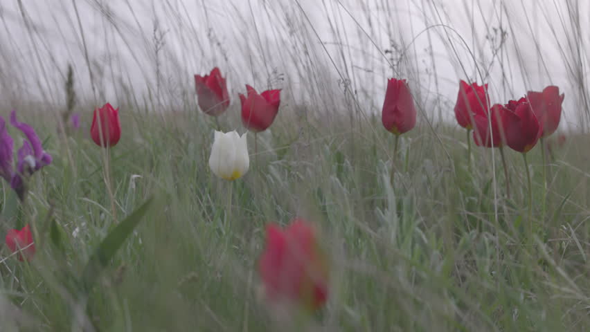 Beautiful blooming wild steppe. Spring flowers. White tulip in the steppe. White tulip, tulipa gesneriana (T. Schrenkii Regel). Blooming meadow in spring. 120 fps, ProRes 422, 10 bit, ungraded C-LOG
