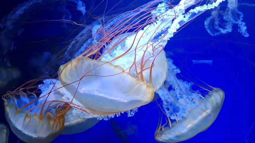 Medusas swims underwater. Beautiful jellyfishes swims submerged