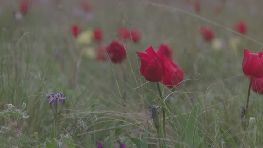 Beautiful blooming wild steppe. Spring flowers tulips in the steppe. Red tulip, tulipa gesneriana T. Schrenkii Regel. Blooming meadow in spring. 120 fps, ProRes 422, 10 bit, ungraded C-LOG video