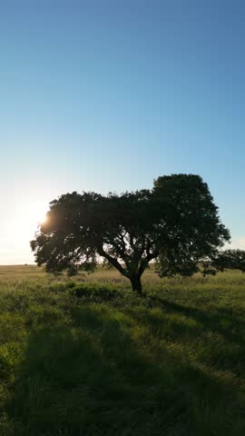 Landscape of Alentejo, Portugal at Sunset. Green Field and Big Oak Tree. Aerial View. Orbiting. Vertical Video
