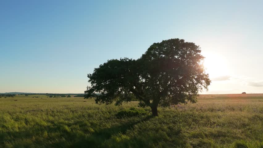 Landscape of Alentejo, Portugal at Sunset. Green Field and Big Oak Tree. Aerial View. Orbiting