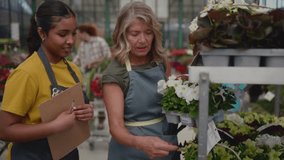 Inside a greenhouse, a senior florist teaches a young apprentice how to identify and care for various plants, sharing her knowledge and passion for horticulture - Powered by Shutterstock - Get 15% off with code: PIKWIZARD15