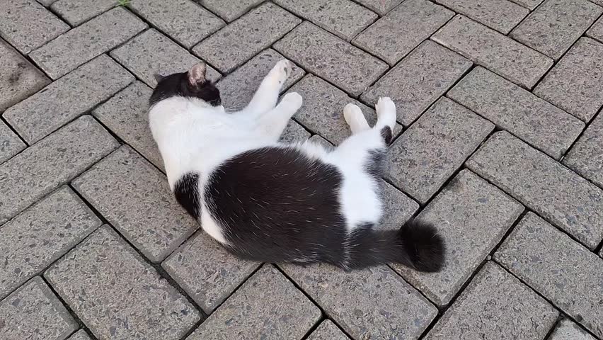 Black and white cat standing up from the floor. Cute Pets. Unique behavior of furry animals. Lovely pets motion. Cat relaxing on the floor