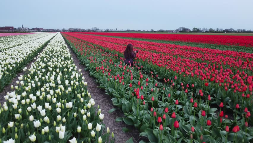 Capturing beauty: a young woman photographs vibrant tulips in Leiden