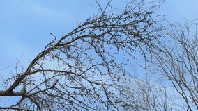 Looking up point of view leafless trees against bright blue sky. Bottom view of dark bare branches and twigs swaying gently with wind. Trees without foliage in the spring season, loneliness leafage - Powered by Shutterstock - Get 15% off with code: PIKWIZARD15