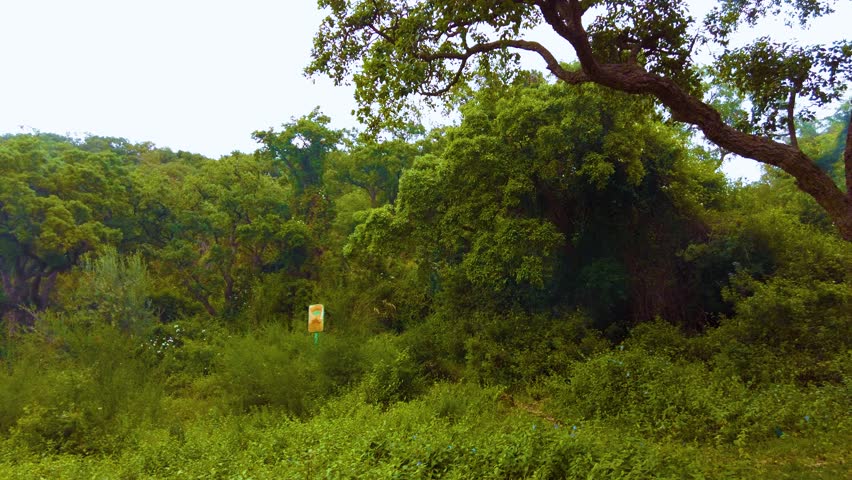 high angle shot of algerian jungle in national park of taza.North africa. jijel Algeria