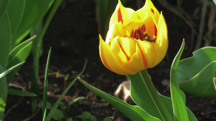 a beautiful bee collects pollen from a yellow tulip