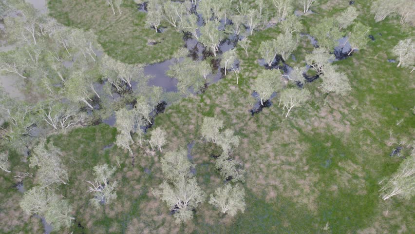 Aerial View Of A Forest With Small Flooded Area. Aerial Tilt-up Shot