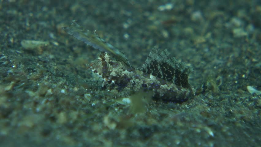 Dragonet 스톡 동영상 비디오(100% 로열티 프리) 3795248 | Shutterstock