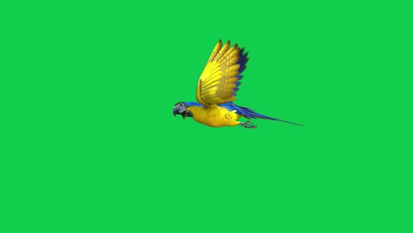 Shutterstock Video