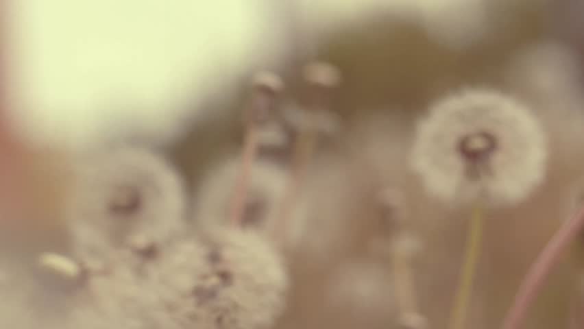 Soft Focus Camera Glide Through Faded Dandelions