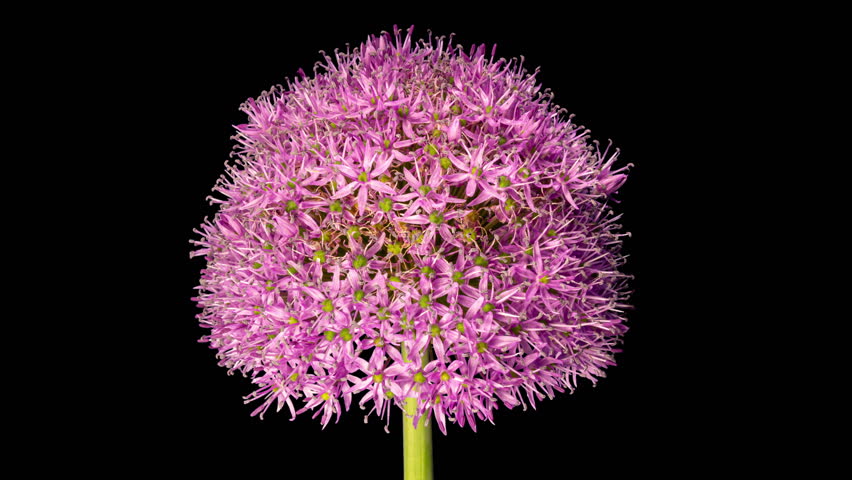 Time Lapse of Blooming Big Violet Allium Christophii Flower Isolated on Black Background. Time-lapse of Decorative Garlic Flower Bloom Side view, Close up Opening Onion Head Bud