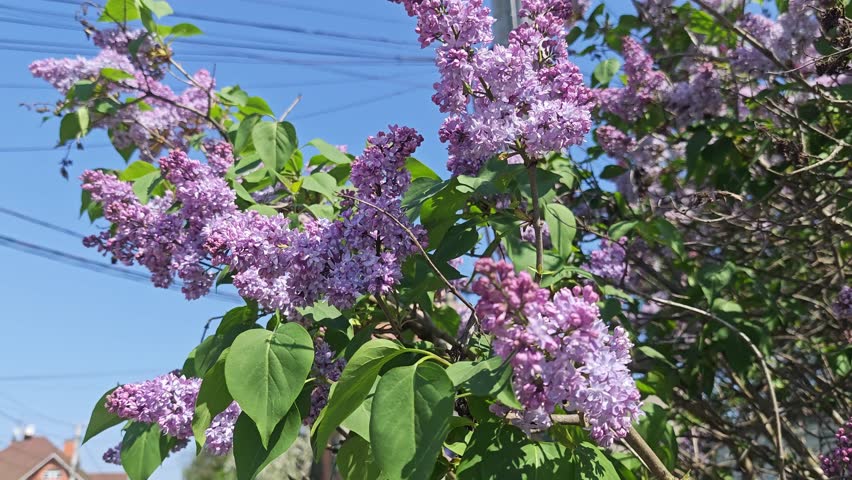 Lilac blossoms bloom in a peaceful village garden. A nostalgic and tranquil spring scene perfect for eco-tourism, countryside lifestyle, and seasonal branding.