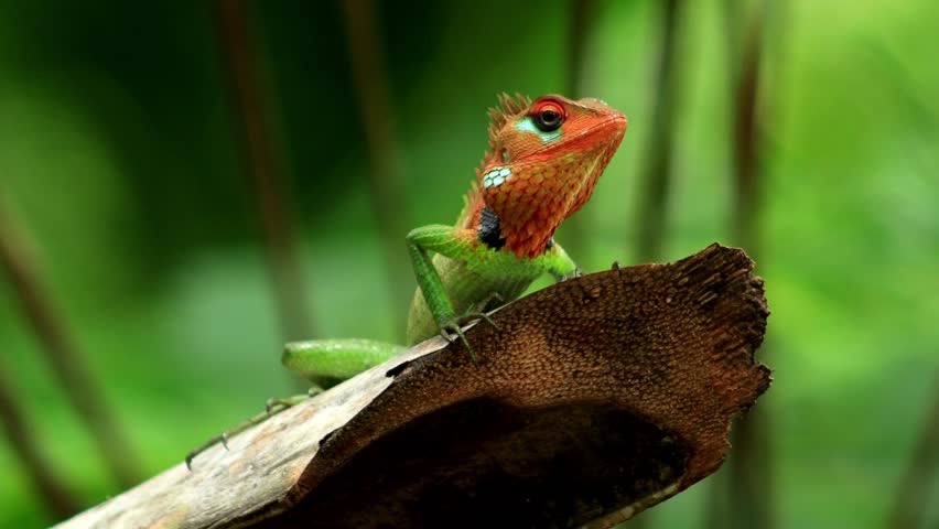 Colorful Green Garden Lizard (Calotes calotes) on a Tree Branch in Natural Habitat, wildlife and biodiversity
