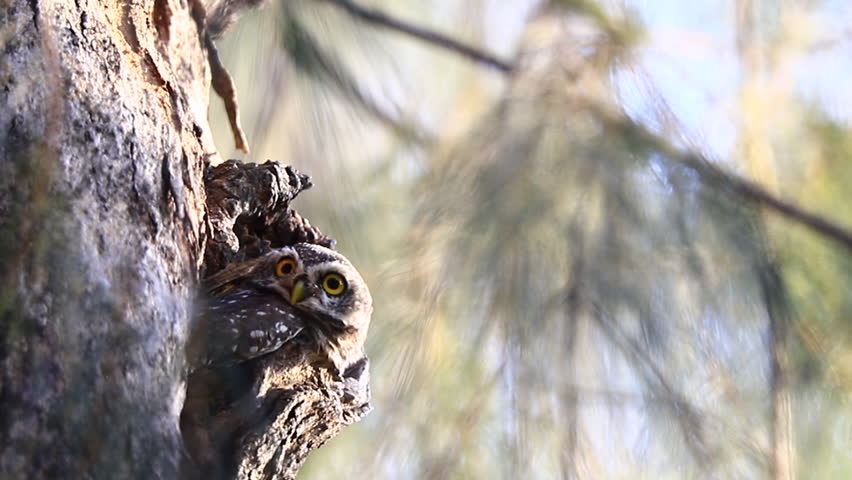 A brown great horned owl, a wild animal of nature, perches on a tree branch in the forest