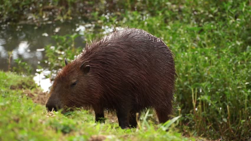 Capivara's eating in the horto florestal parque in São Paulo, Brazil.