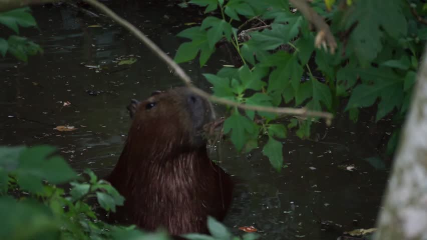 Capivara's eating in the horto florestal parque in São Paulo, Brazil.