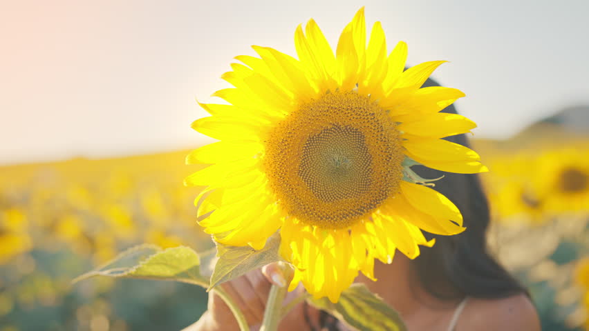 Happy Asian woman with sunflowers enjoying nature in sunset. Lady hides her face behind a sunflower