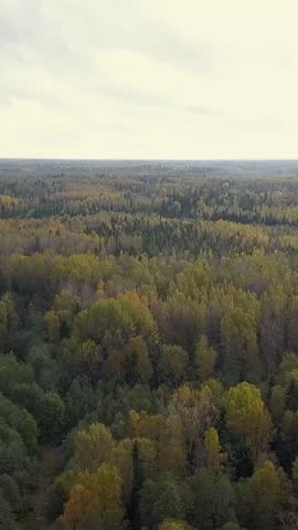 Autumn forest road aerial view, russian nature outside of big cities. Dolly in shot. Mainly cloudly. 4k Ultra HD drone. Vertical shot.