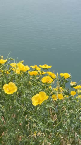 Looking at the sea from the coast covered with yellow daisies