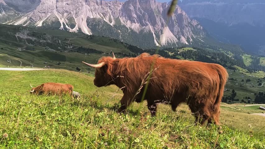 Highland cattle graze peacefully on a lush green hillside in the majestic Dolomites under a bright blue sky