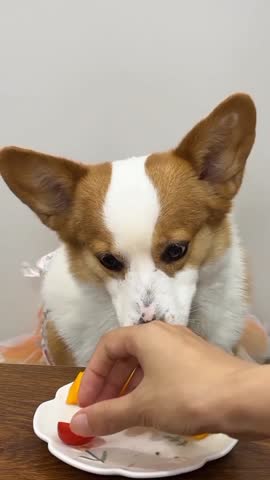 Cute Corgi Eating Pumpkin Slice.